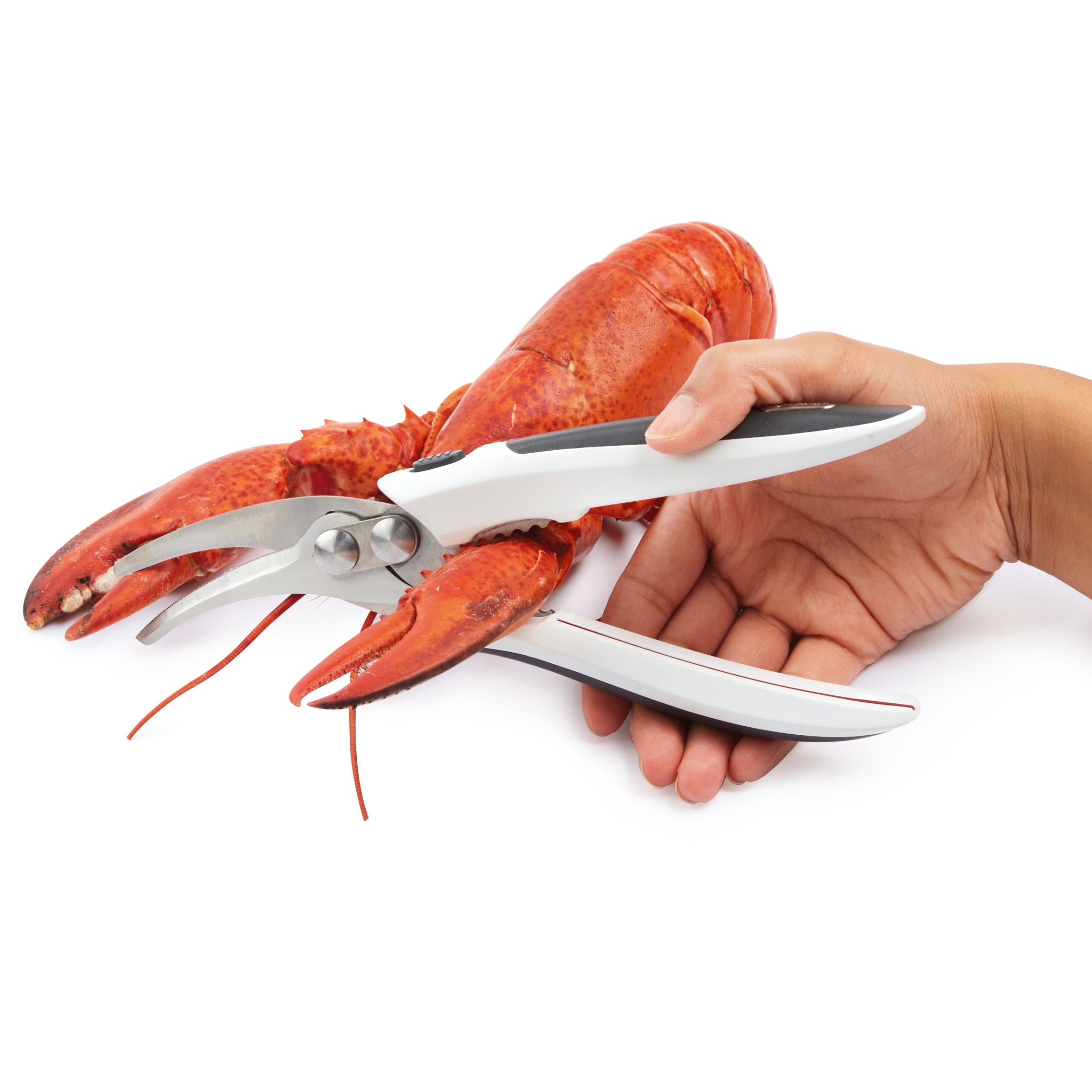 A hand using a metal lobster cracker to crack open the claw of a whole cooked lobster against a white background.