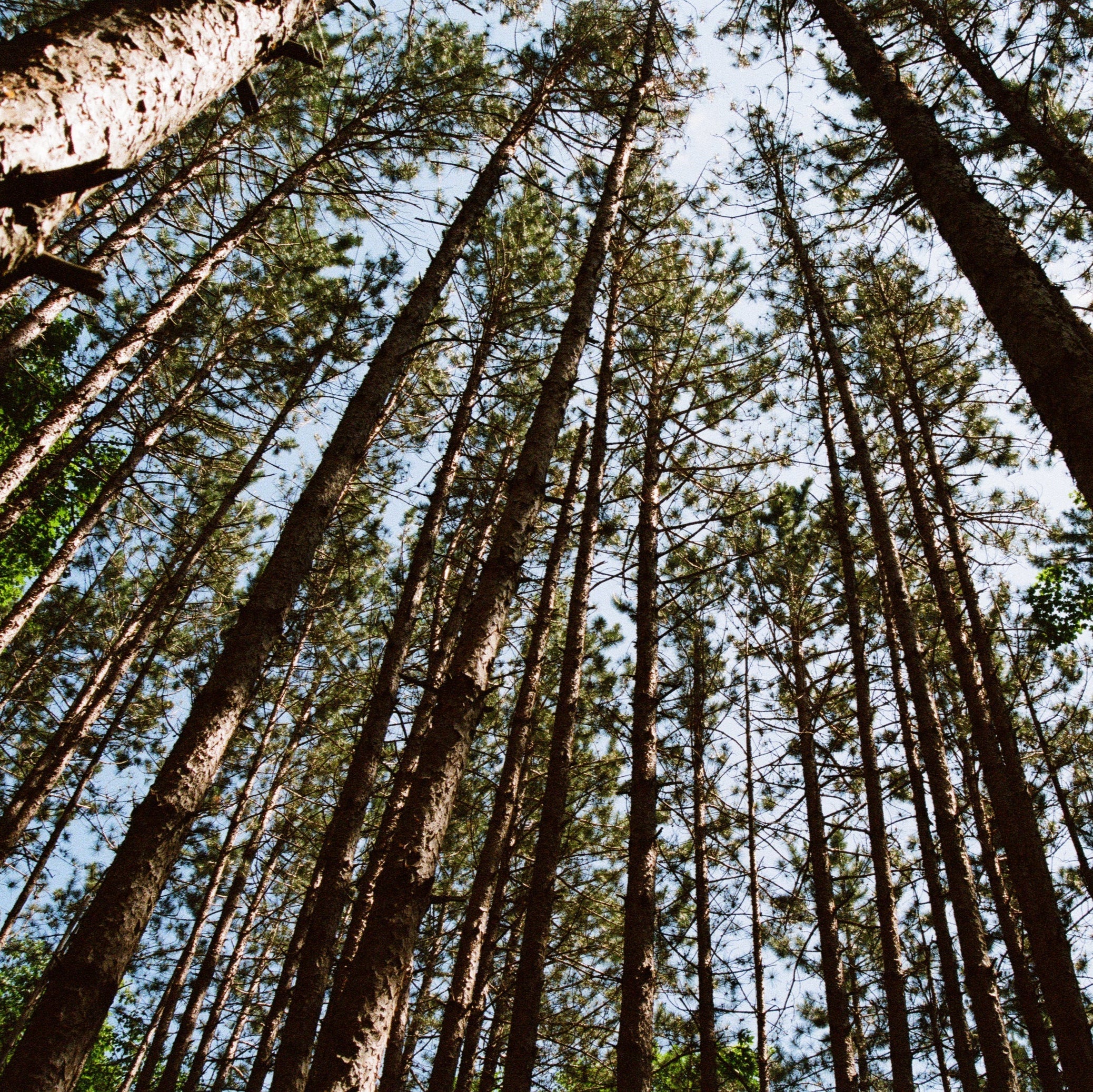 Tall pine trees viewed from below, their trunks stretching upward toward a blue sky with scattered clouds, branches adorned with green needles, creating a sense of height and natural beauty.
